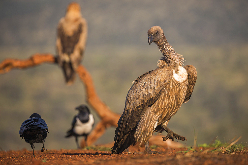 Whitebacked vulture (Gyps africanus), Zimanga Private Game Reserve, KwaZulu-Natal, South Africa, Africa