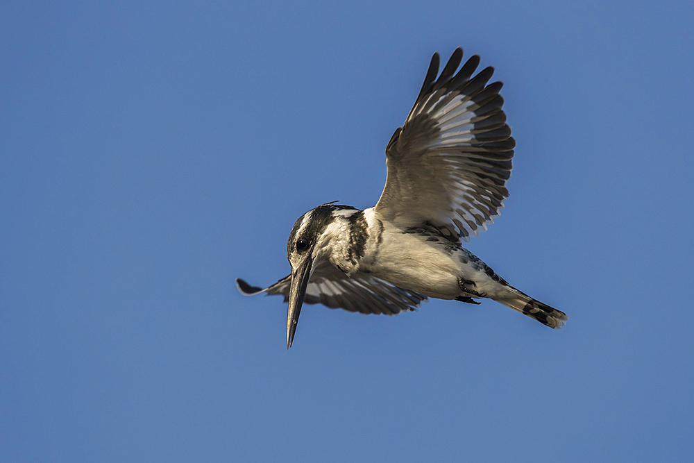 Pied kingfisher (Ceryle rudis) hovering, Chobe National Park, Botswana, Africa