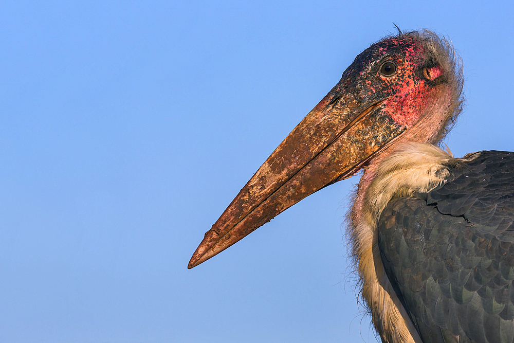 Marabou (Leptoptilos crumenifer), Zimanga Private Game Reserve, KwaZulu-Natal, South Africa, Africa