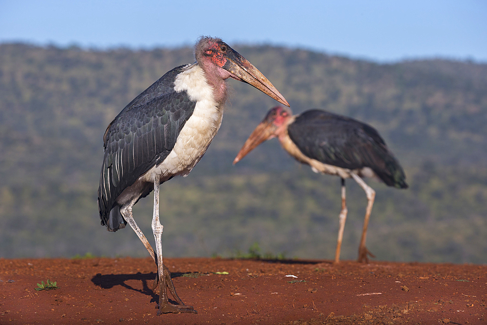 Marabou (Leptoptilos crumenifer), Zimanga Private Game Reserve, KwaZulu-Natal, South Africa, Africa