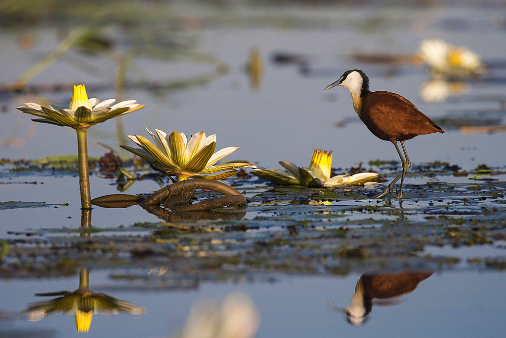 African jacana (Actophilornis africanus) among lilies, Chobe River, Botswana, Africa