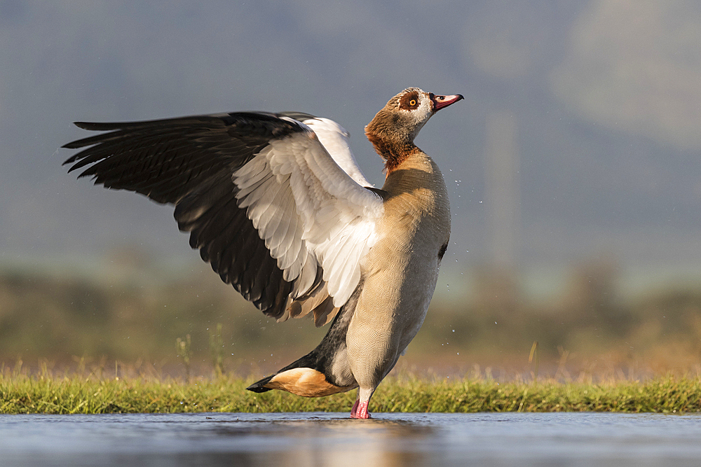 Egyptian goose (Alopochen aegyptiaca), Zimanga Private Game Reserve, KwaZulu-Natal, South Africa, Africa