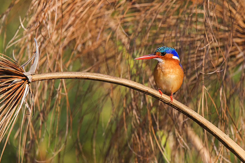 Malachite kingfisher (Alcedo cristata), Chobe River, Botswana, Africa