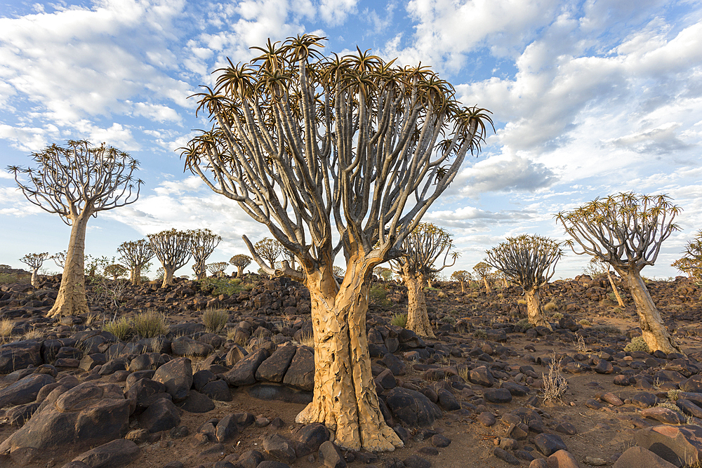 Quiver trees (kokerboom) (Aloidendron dichotomum) (formerly Aloe dichotoma), Quiver Tree Forest, Keetmanshoop, Namibia, Africa