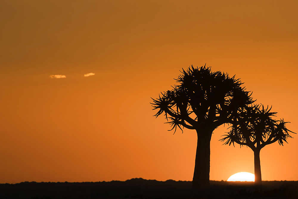 Quiver trees at sunset (kokerboom) (Aloidendron dichotomum) (formerly Aloe dichotoma), Quiver Tree Forest, Keetmanshoop, Namibia, Africa