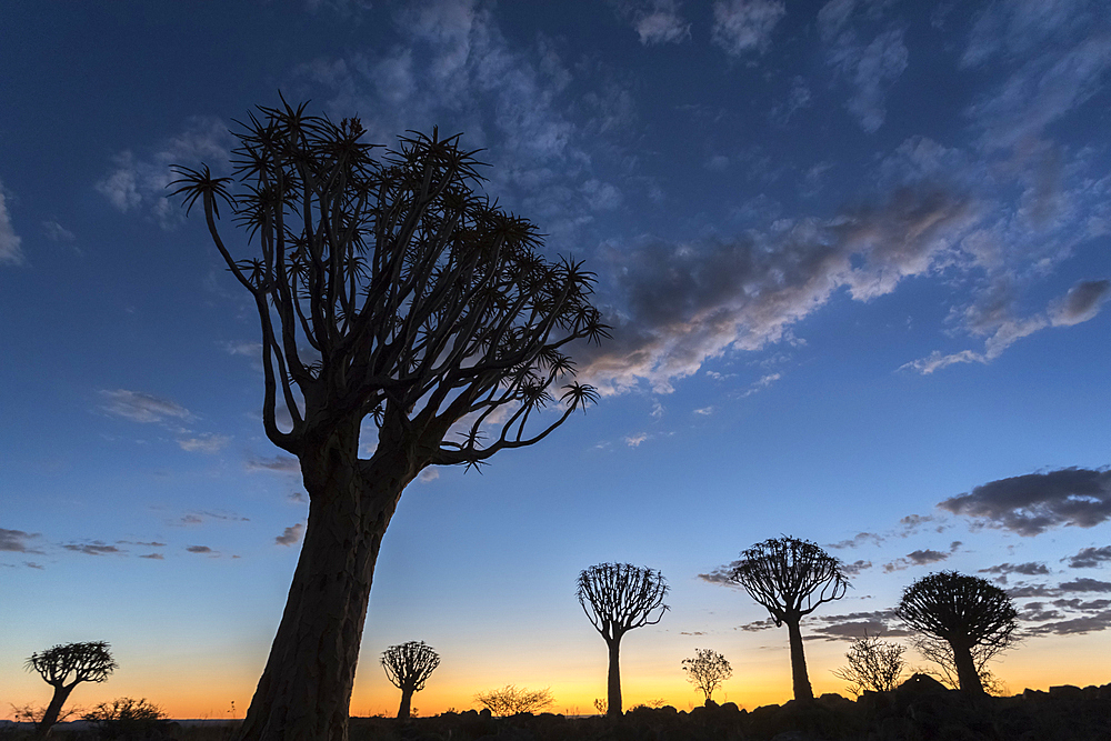 Quiver tree at sunset (kokerboom) (Aloidendron dichotomu) (formerly Aloe dichotoma), Quiver Tree Forest, Keetmanshoop, Namibia, Africa