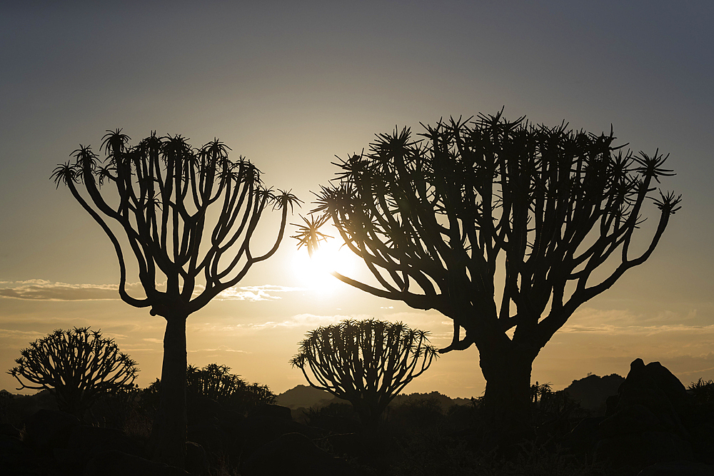 Quiver trees at sunrise (kokerboom) (Aloidendron dichotomum) (formerly Aloe dichotoma), Quiver Tree Forest, Keetmanshoop, Namibia, Africa