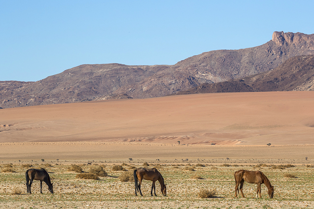 Wild horses, Aus, Namibia, Africa