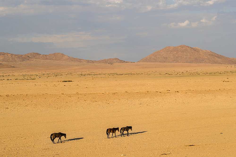 Wild horses, Aus, Namibia, Africa