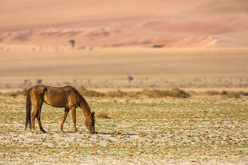 Wild horse, Aus, Namibia, Africa