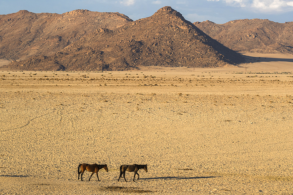 Wild horses, Aus, Namibia, Africa