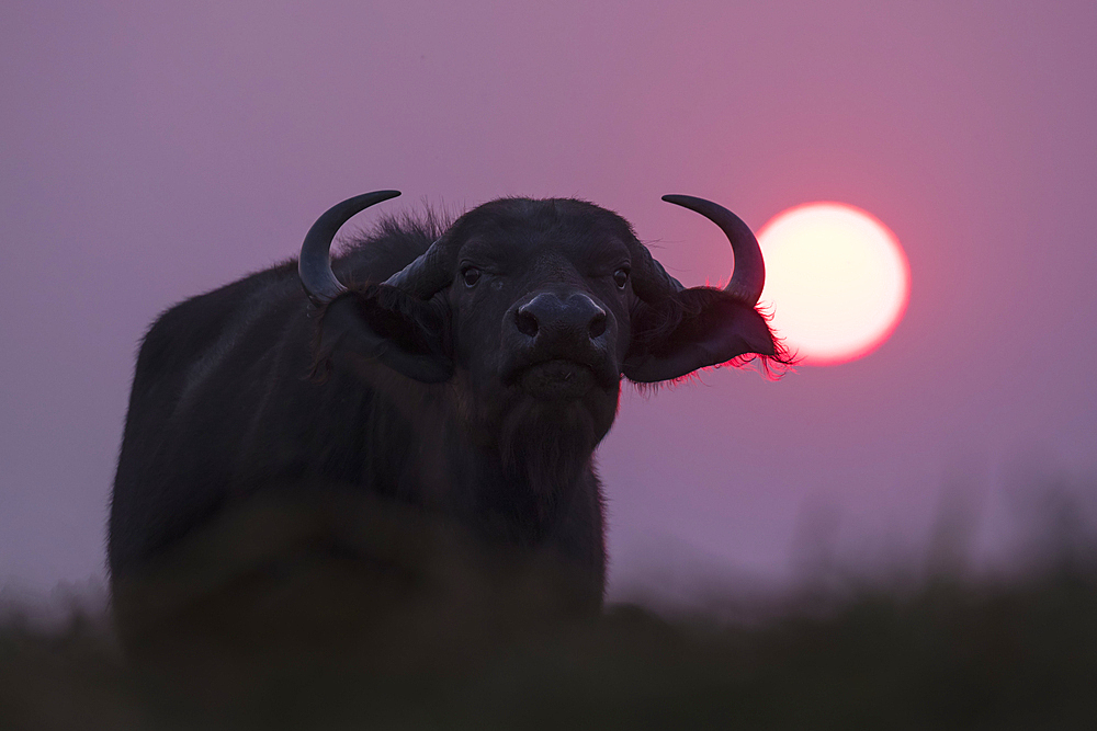 Cape buffalo (Syncerus caffer) at sunset, Chobe National Park, Botswana, Africa