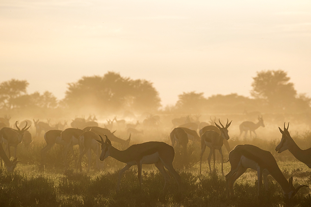 Springbok (Antidorcas marsupialis) herd, Kgalagadi Transfrontier Park, South Africa, Africa