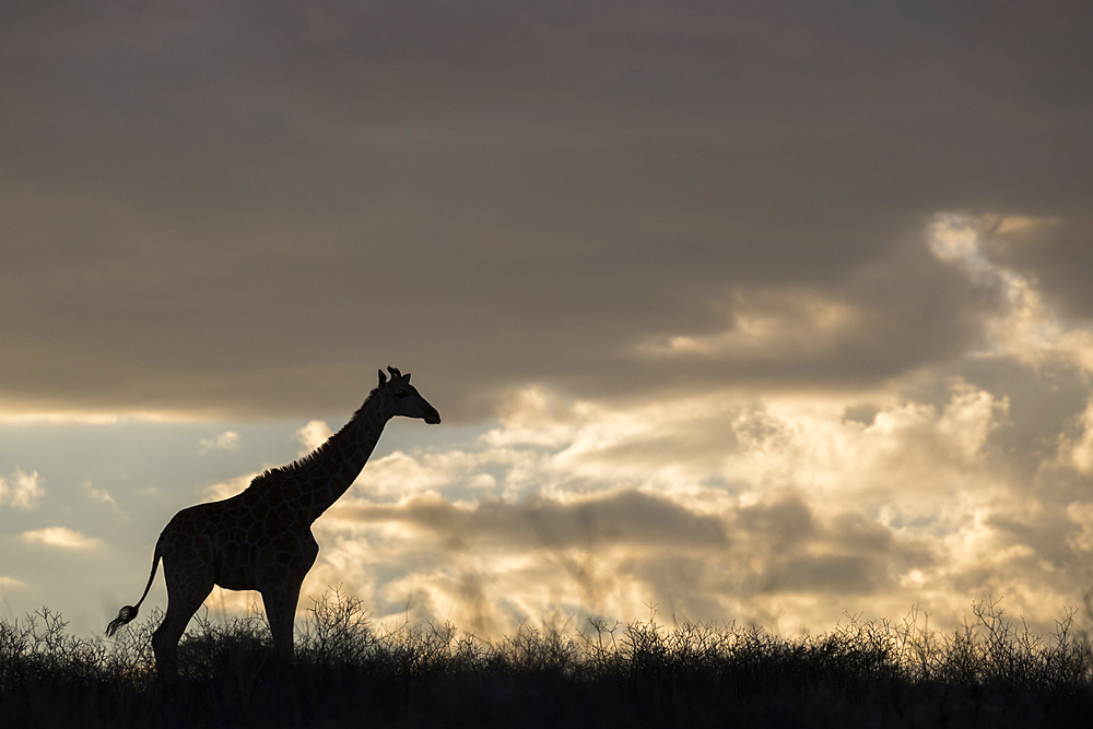 Giraffe (Giraffa camelopardalis), Kgalagadi Transfrontier Park, South Africa, Africa