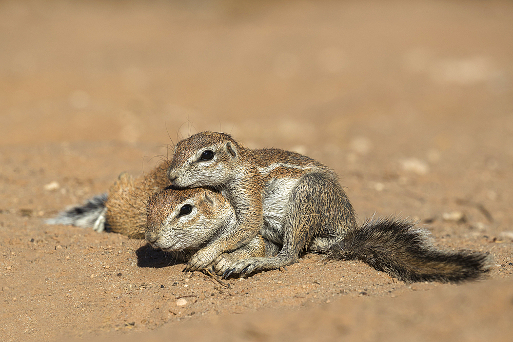 Ground squirrels (Xerus inauris), Kgalagadi Transfrontier Park, Northern Cape, South Africa, Africa