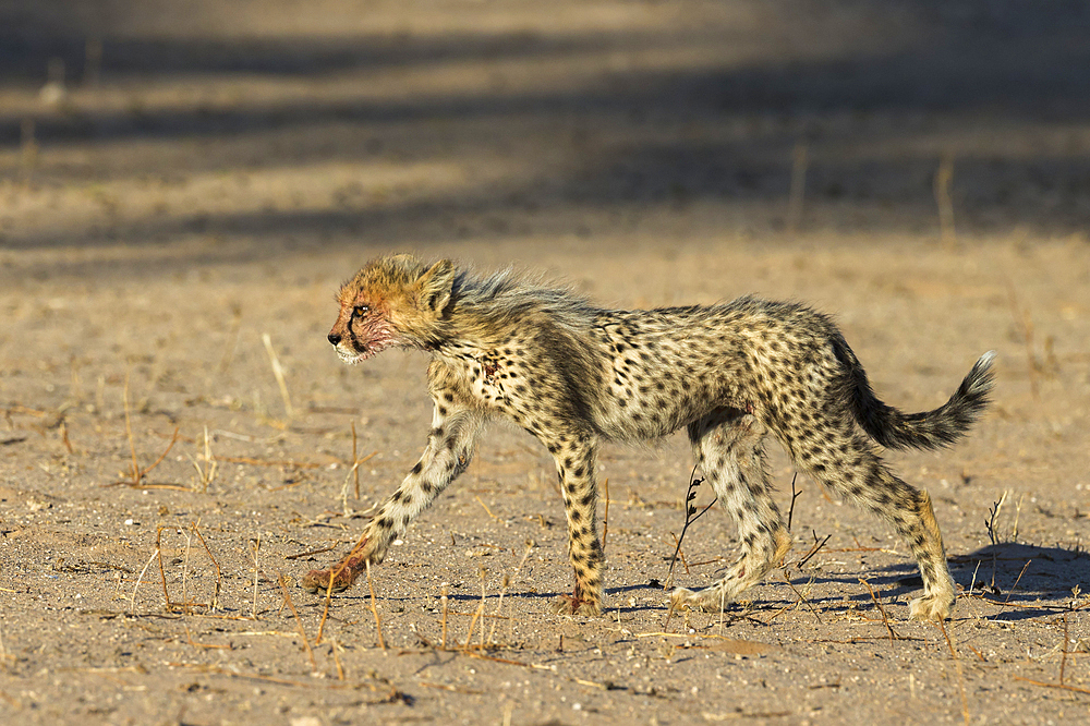 Cheetah (Acinonyx jubatus) cub, Kgalagadi Transfrontier Park, South Africa, Africa