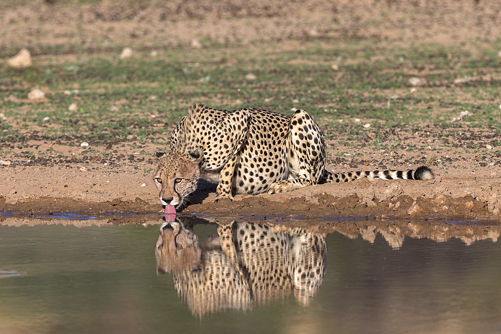 Cheetah (Acinonyx jubatus) drinking, Kgalagadi Transfrontier Park, South Africa, Africa