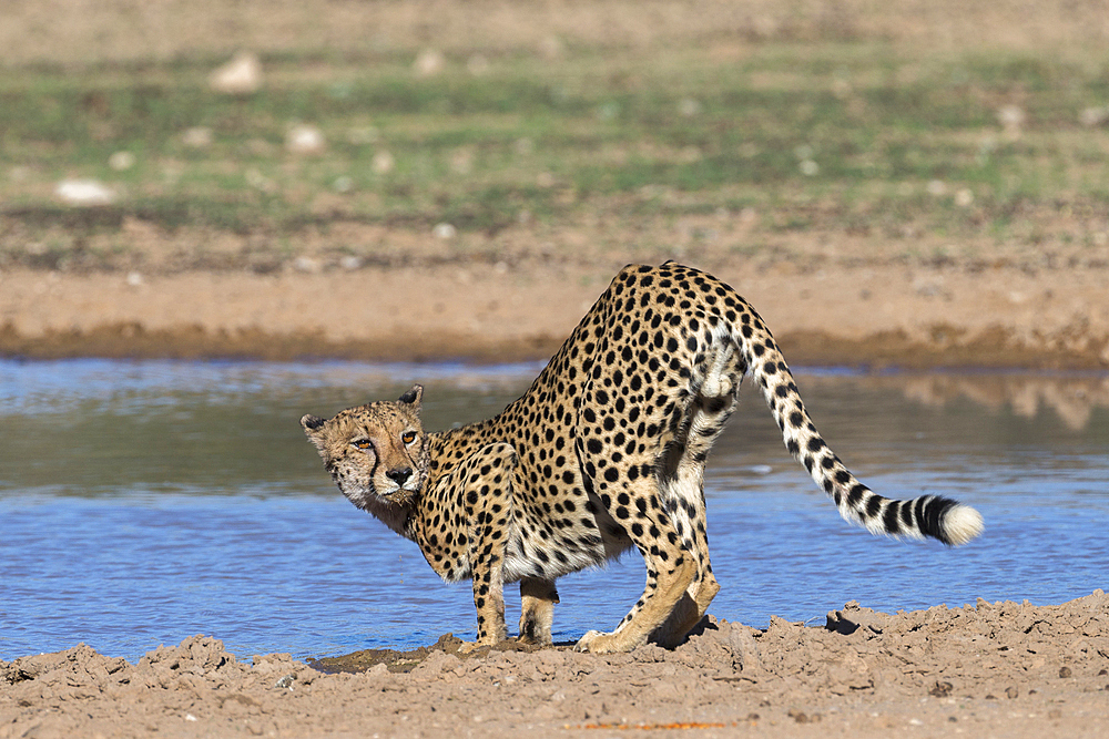 Cheetah (Acinonyx jubatus) at water, Kgalagadi Transfrontier Park, South Africa, Africa