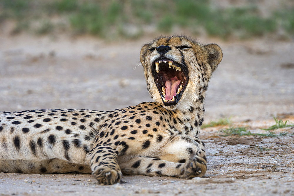 Cheetah (Acinonyx jubatus) yawning, Kgalagadi Transfrontier Park, South Africa, Africa