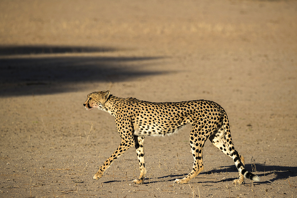 Cheetah (Acinonyx jubatus), Kgalagadi Transfrontier Park, South Africa, Africa