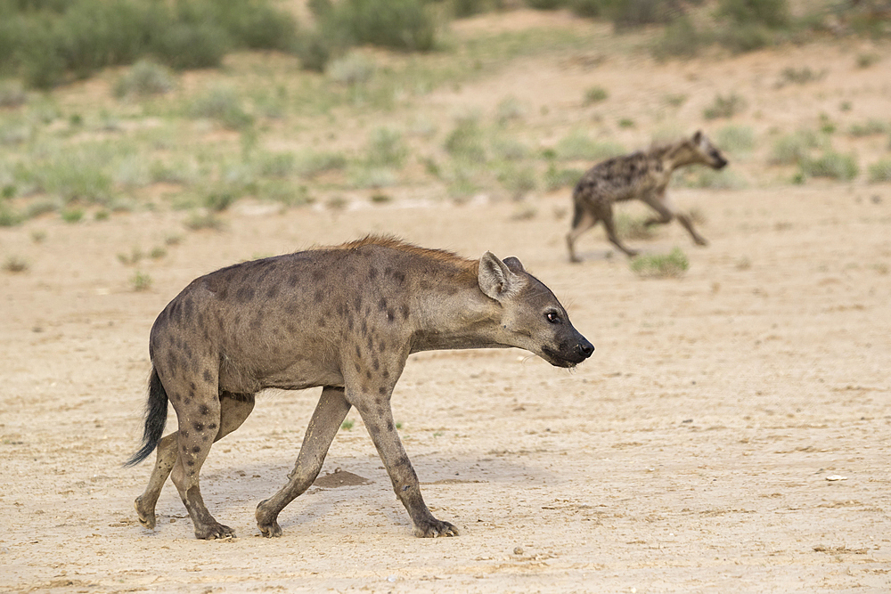 Spotted hyaena (Crocuta crocuta), Kgalagadi Transfrontier Park, Northern Cape, South Africa, Africa