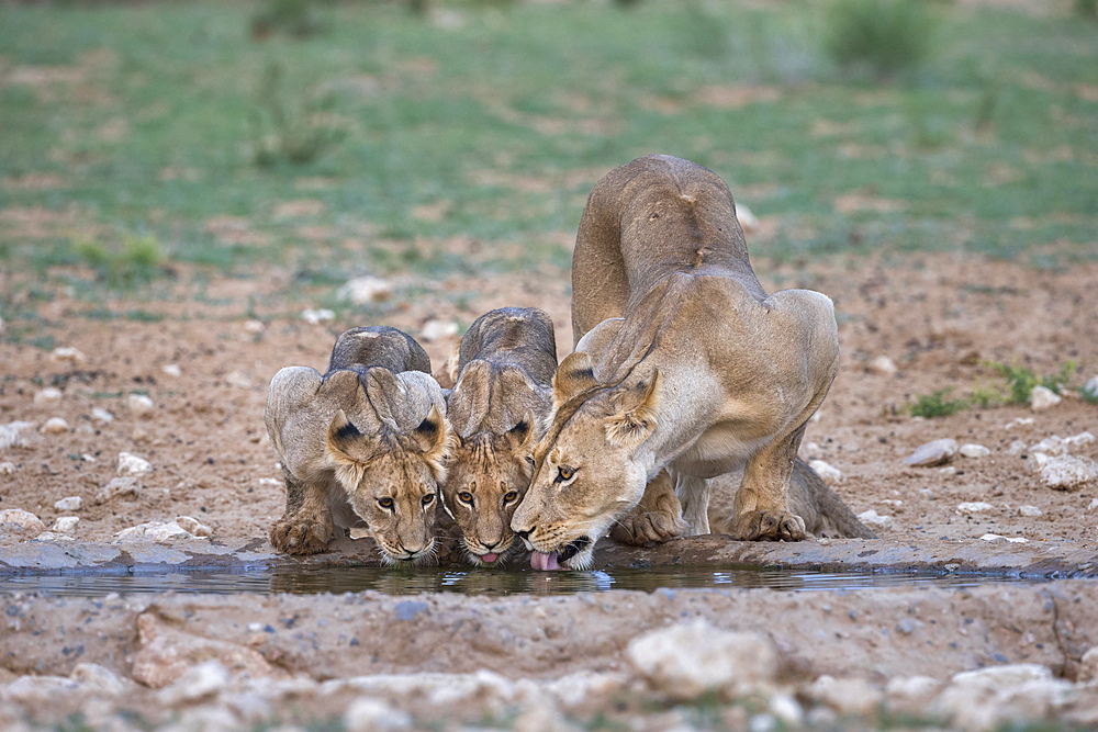 Lions (Panthera leo) drinking, Kgalagadi Transfrontier Park, South Africa, Africa