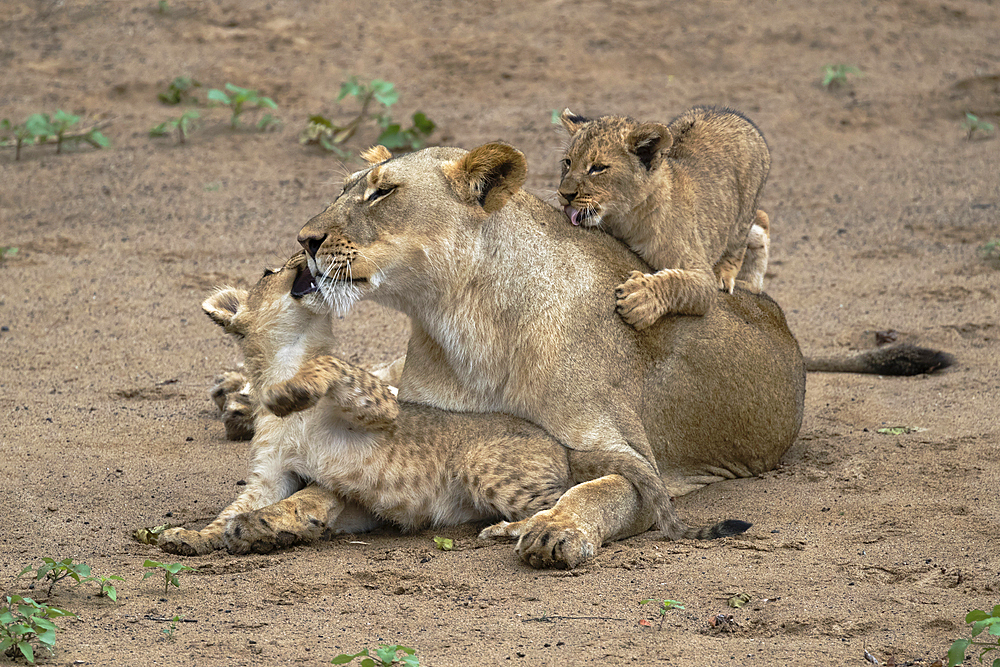 Lioness (Panthera leo) playing and bonding with cubs, Zimanga Private Game Reserve, KwaZulu-Natal, South Africa, Africa