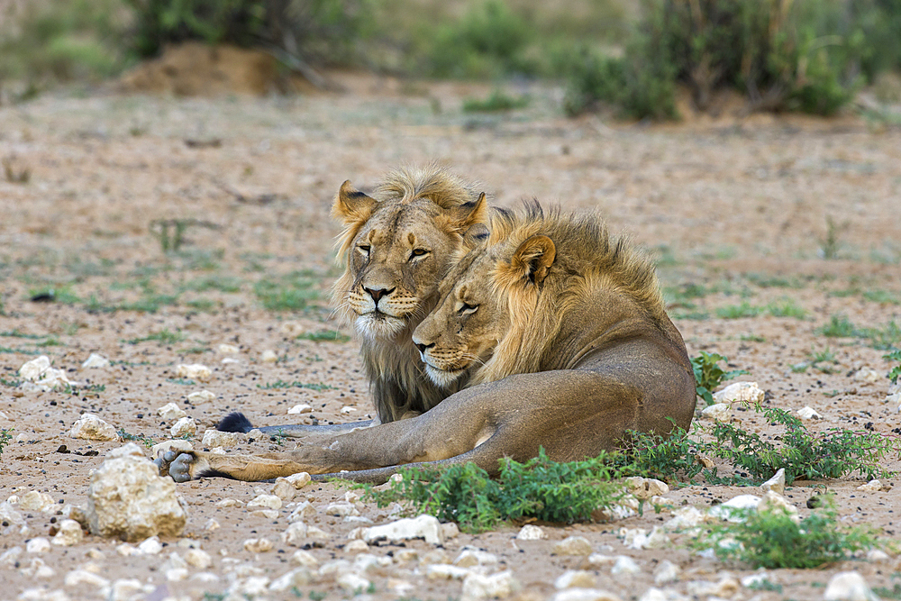 Lion (Panthera leo) brothers, Kgalagadi Transfrontier Park, South Africa, Africa