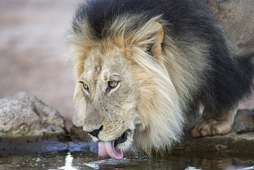 Lion (Panthera leo) male drinking, Kgalagadi Transfrontier Park, South Africa, Africa