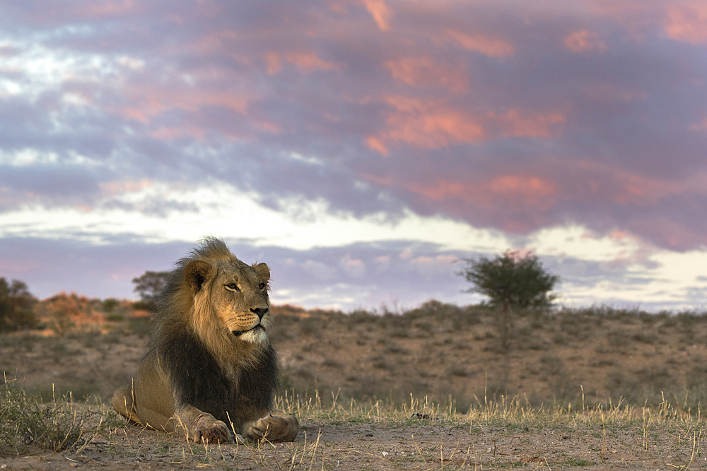 Lion (Panthera leo) male, Kgalagadi Transfrontier Park, South Africa, Africa