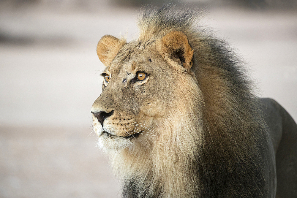 Lion (Panthera leo) male, Kgalagadi Transfrontier Park, South Africa, Africa