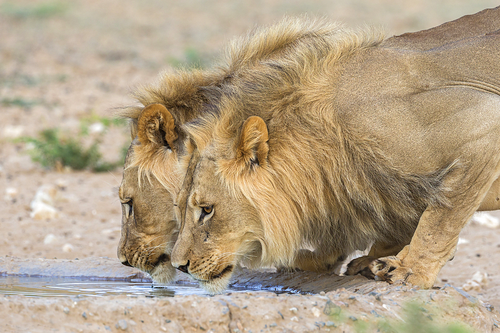 Lion (Panthera leo) males drinking, Kgalagadi Transfrontier Park, South Africa, Africa