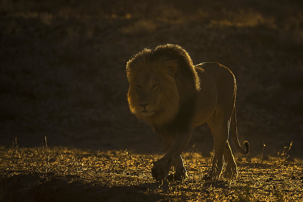 Lion (Panthera leo) male, Kgalagadi Transfrontier Park, South Africa, Africa