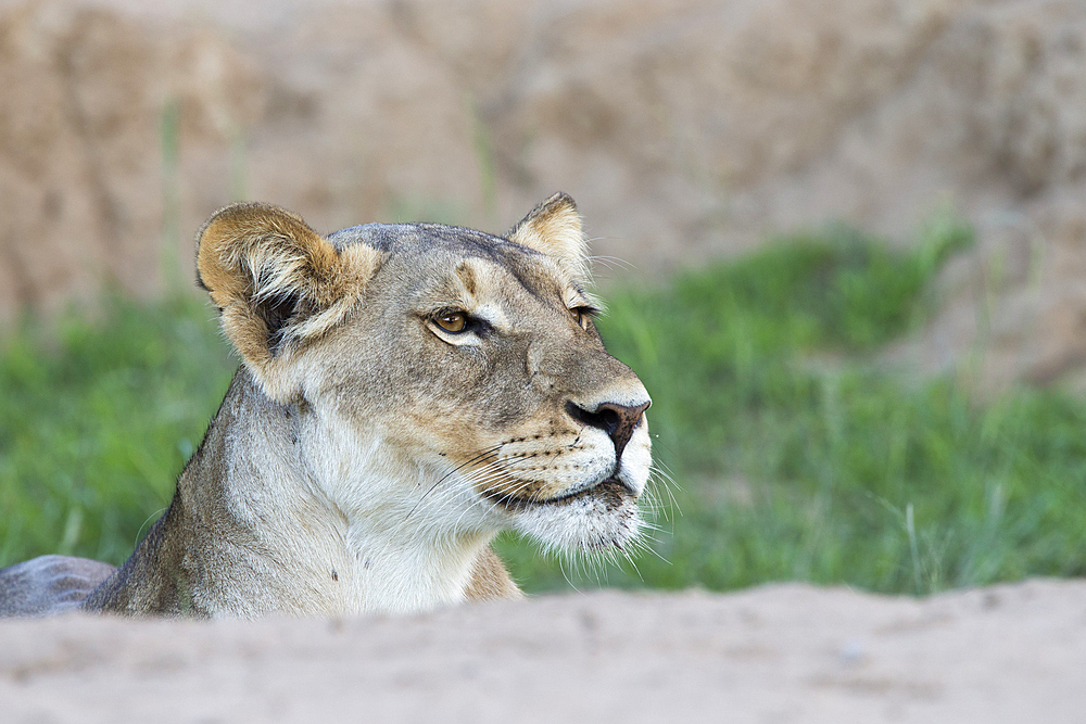 Alert lioness (Panthera leo), Kgalagadi Transfrontier Park, South Africa, Africa