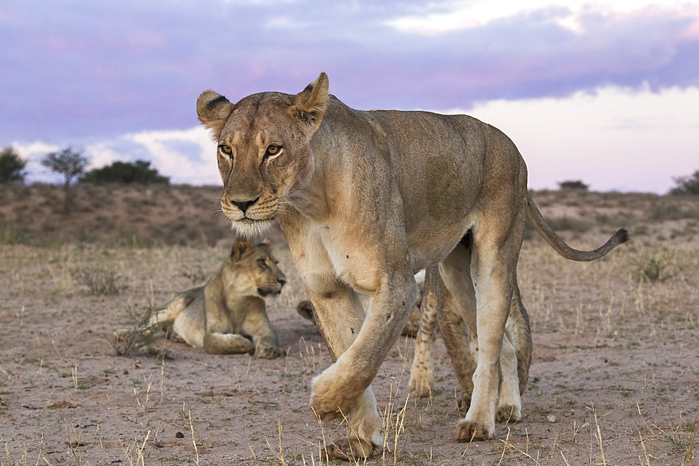 Lions (Panthera leo), Kgalagadi Transfrontier Park, South Africa, Africa