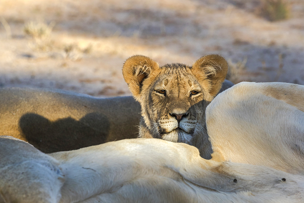 Young lion (Panthera leo), Kgalagadi Transfrontier Park, South Africa, Africa