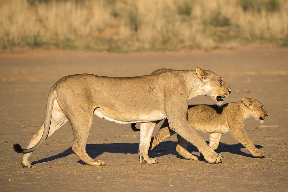 Lioness with cub (Panthera leo), Kgalagadi Transfrontier Park, South Africa, Africa