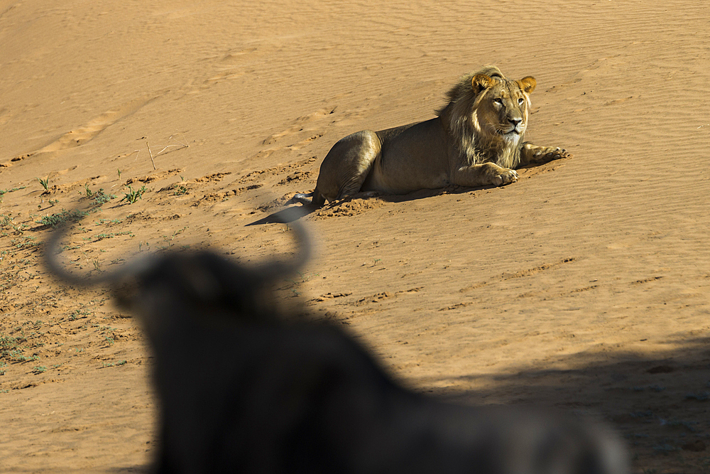 Lion (Panthera leo) male watched by common wildebeest (Connochaetes taurinus), Kgalagadi Transfrontier Park, South Africa, Africa