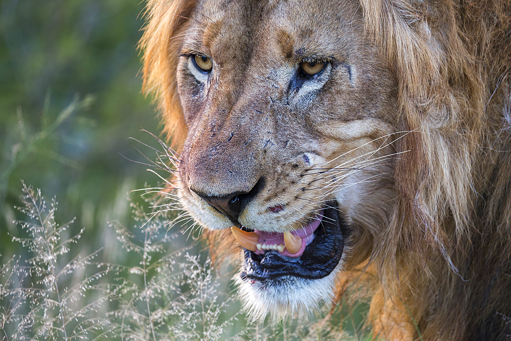 Lion (Panthera leo), Zimanga Private Game Reserve, KwaZulu-Natal, South Africa, Africa