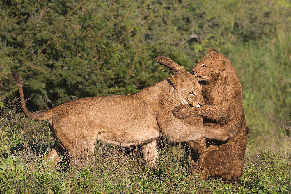 Lions (Panthera leo) playfighting, Zimanga Private Game Reserve, KwaZulu-Natal, South Africa, Africa