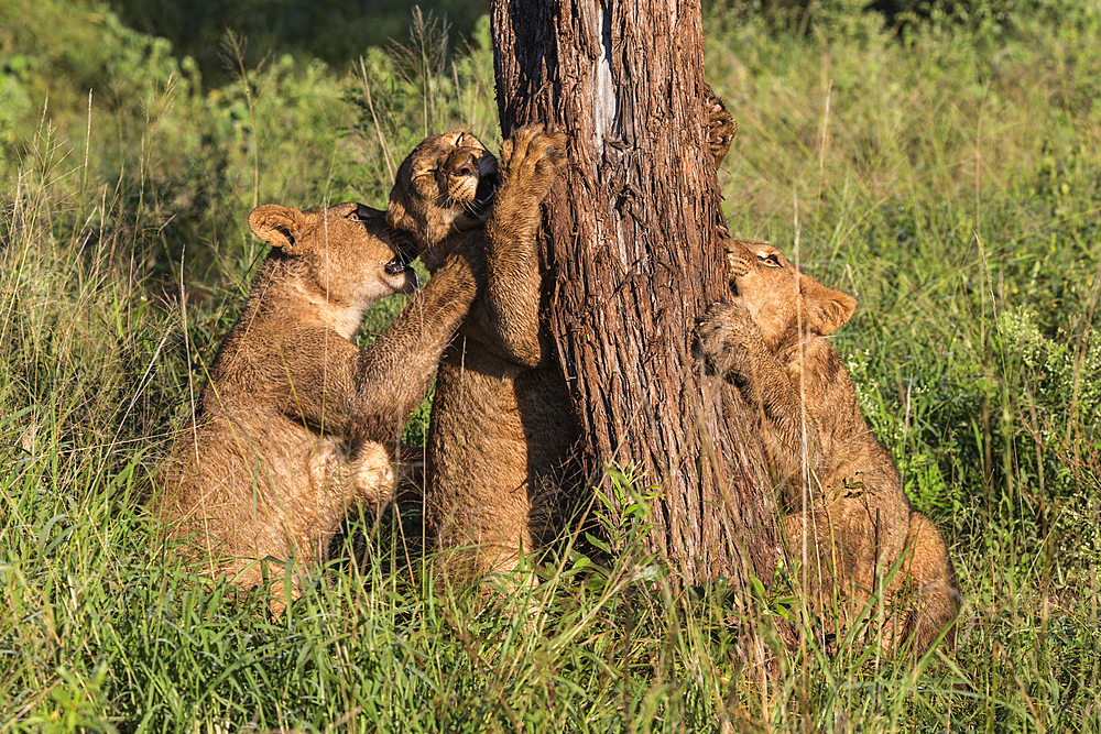 Lion (Panthera leo) cubs chewing bark, Zimanga Private Game Reserve, KwaZulu-Natal, South Africa, Africa