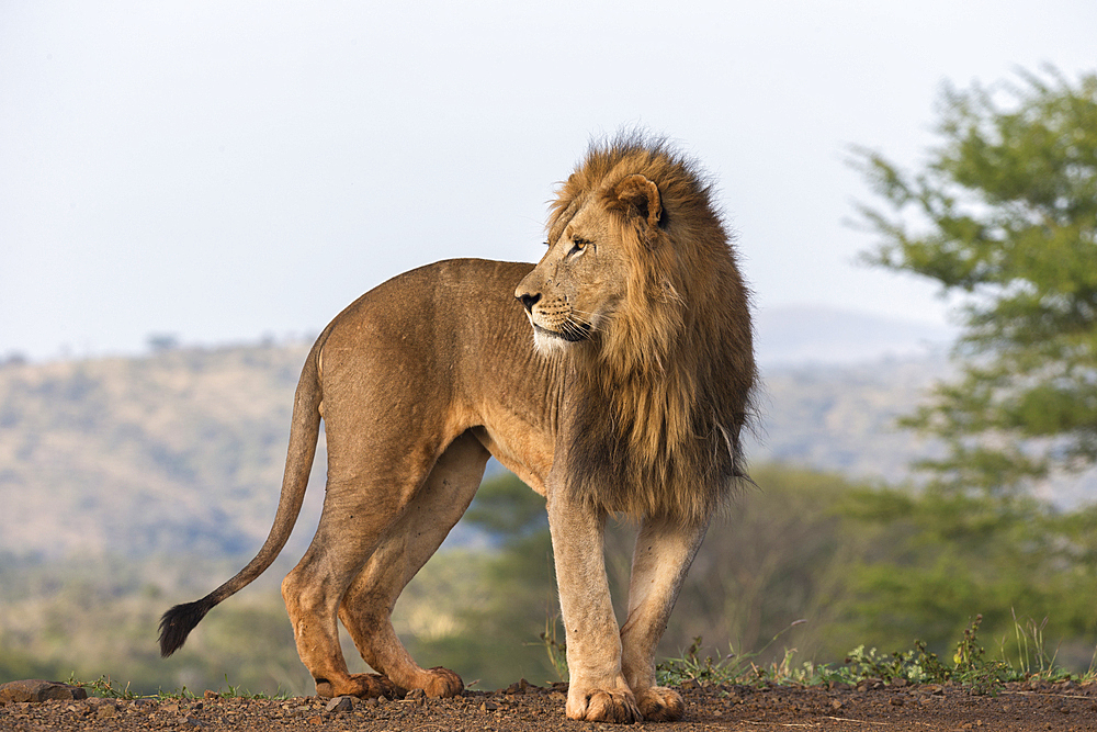 Lion (Panthera leo), Zimanga Private Game Reserve, KwaZulu-Natal, South Africa, Africa