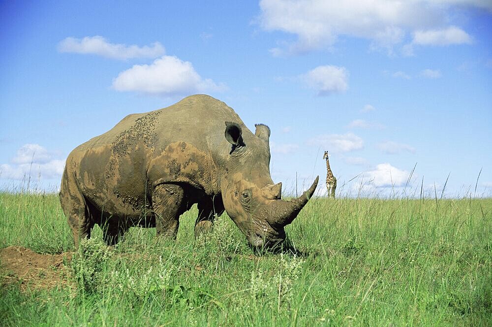 White rhinoceros (rhino), Ceratotherium simum, with giraffe, Itala Game Reserve, KwaZulu-Natal, South Africa, Africa