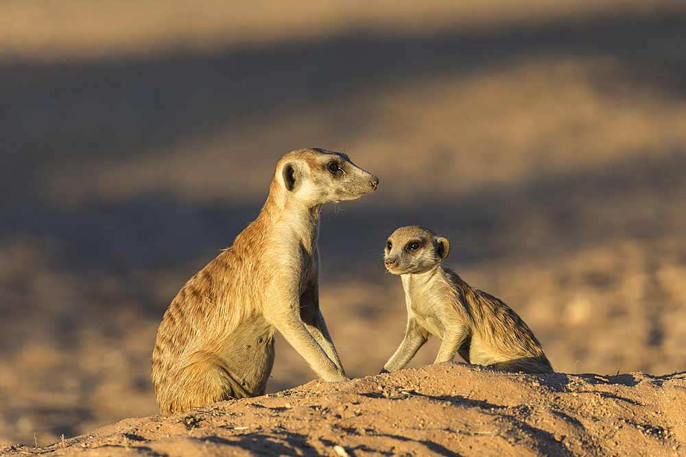 Meerkats (Suricata suricatta), Kgalagadi Transfrontier Park, South Africa, Africa