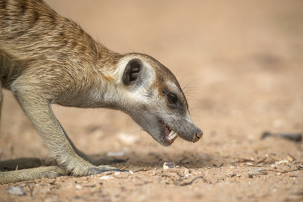 Meerkat (Suricata suricatta) foraging, Kgalagadi Transfrontier Park, South Africa, Africa