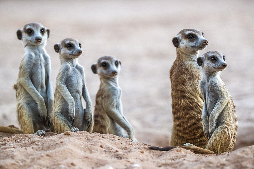 Meerkats (Suricata suricatta) at den, Kgalagadi Transfrontier Park, South Africa, Africa