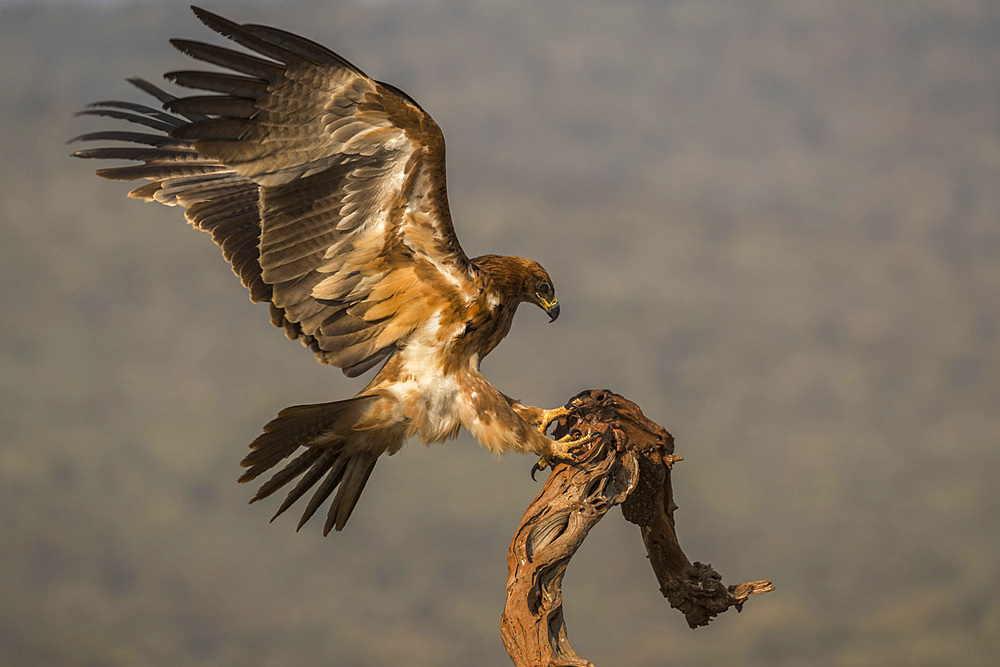 Tawny eagle, Aquila rapax,  Zimanga private game reserve, KwaZulu-Natal, South Africa