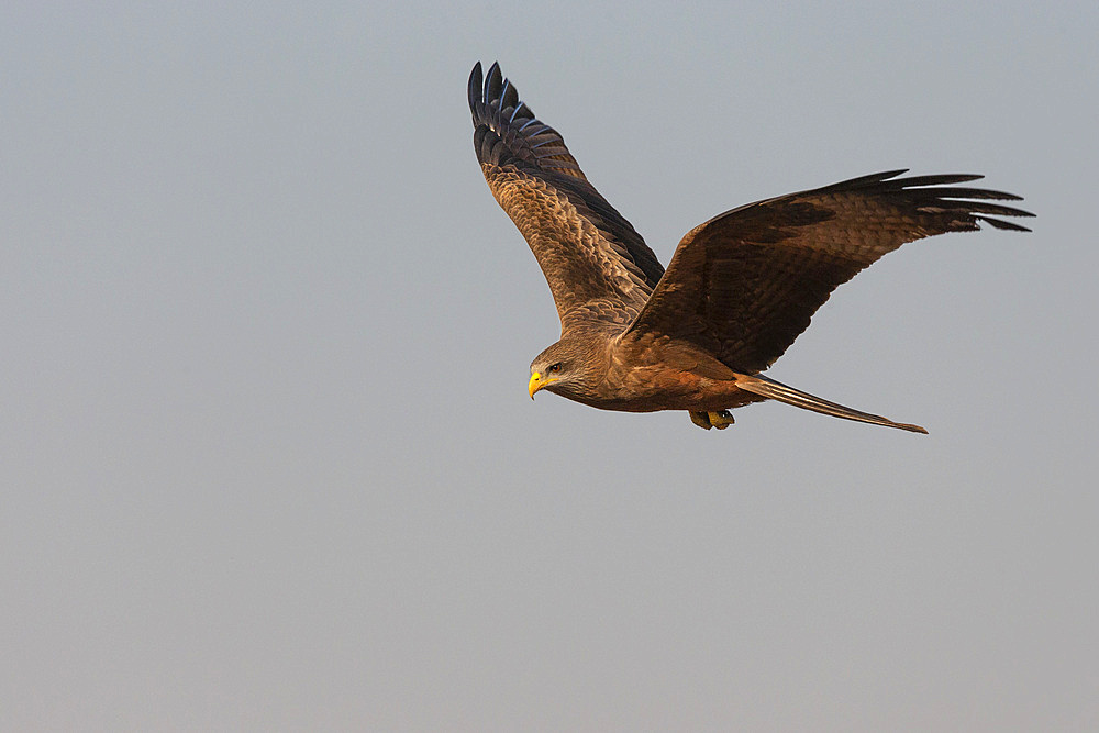 Yellowbilled kite, Milvus aegyptius,  Zimanga private game reserve, KwaZulu-Natal, South Africa