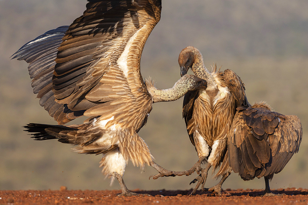 White backed vultures, Gyps africanus, in confrontation, Zimanga private game reserve, KwaZulu-Natal, South Africa