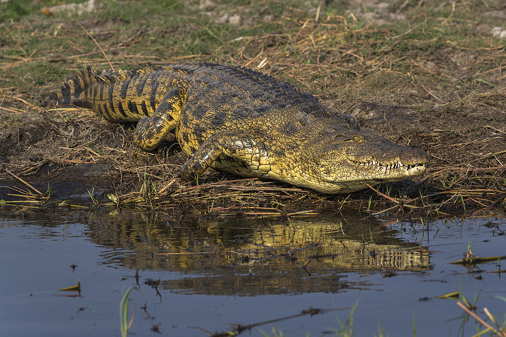 Nile crocodile, Crocodylus niloticus,  Chobe river, Botswana, Southern Africa